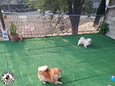 รับเลี้ยงสุนัขทั้งระยะสั้นและระยะยาว ในสภาพแวดล้อมที่สะอาด ปลอดภัย